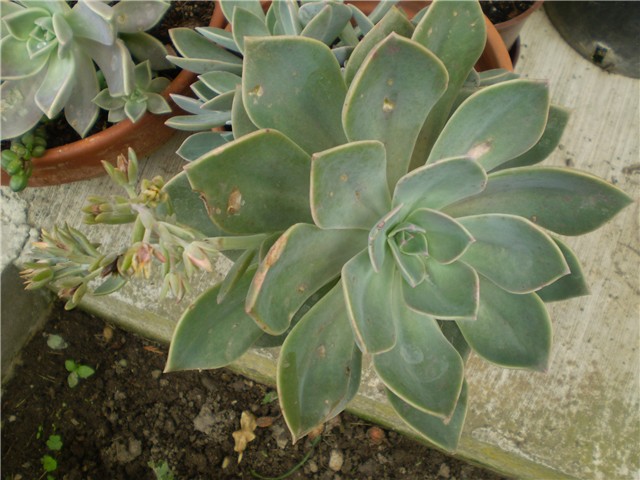 sukulent